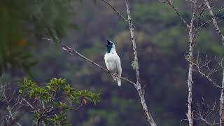 Bare-throated Bellbird calling and preening