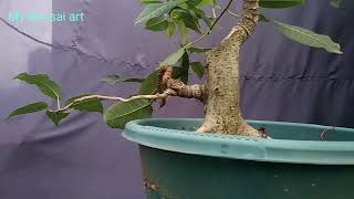 Ficus virens: from Harvesting