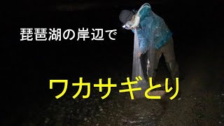 琵琶湖の湖岸でワカサギを捕ってみた