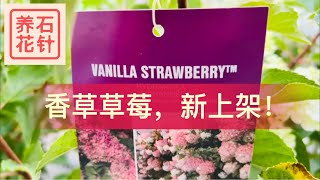 八月新上架：香草草莓 锥型绣球 - vanilla strawberry hydrangea（地址在说明区）