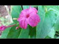 4 o clock plant nalumani plant அந்திமந்தாரை அந்திமல்லி வளர்ப்பு marvel of peru mirabilis jalapa