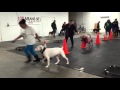 Heeling Exercises in Group Class