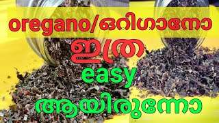 Oregano/ഒറിഗാനോ ഉണ്ടാക്കാൻ ഇത്ര easy ആയിരുന്നോ/easy homemade oregano