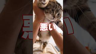 パパ猫が父の背中を見せようとトイレットペーパー飛び越え選手権に挑戦した結果🤣🤣🤣 #猫