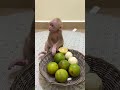 Baby Chichih ilke eat orange fruits