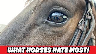 20 Things Horses HATE (That You Probably Do Every Day)