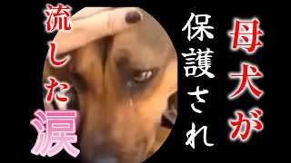 【  母犬の目から 落ちた 涙 】