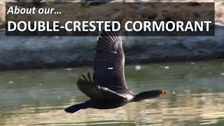 DOUBLE-CRESTED CORMORANT Facts, Nannopterum auritum (Phalacrocorax auritis), identification, traits