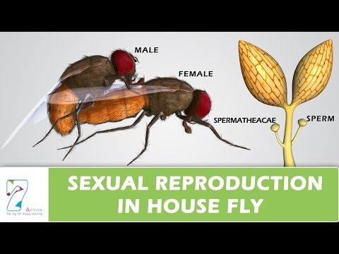 Sexual Reproduction In House Fly Sexual Reproduction In House Fly