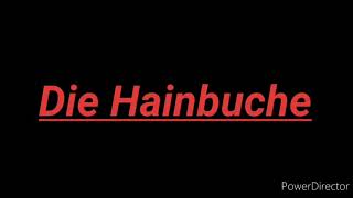 Die Hainbuche - Informationen