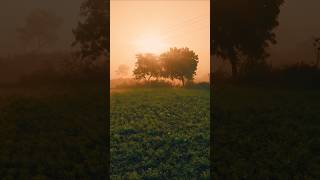 Dhup ki Kiran #ytshorts #nature #sunrise #farmhouse #farming #plants #birdsounds #ytvideo