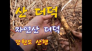 약초 산행 자연산 산 더덕 22년 첫 강원도 산행