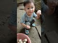 Itik telur. Anak manja aku tolong pungut telur