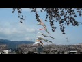 20170409ｋ相川水辺公園桜並木の鯉のぼり：2分20秒