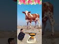 mashallah ❤️❤️ islamicvideo islamicshorts shortvideo vfxshorts