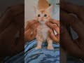 ഞാൻ ക്യൂട്ട് അല്ലെ ഗൂയ്‌സ് cutecatshorts funnycatvideos adorablecat catreels