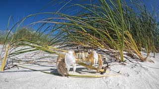 GHOST CRAB!