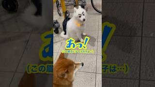 【ちゃちゃ丸】お友達と久しぶりの再会を果たす柴犬 #shorts