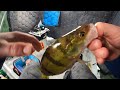 how to catch massive march madness jumbo perch how to jig for perch secret baits