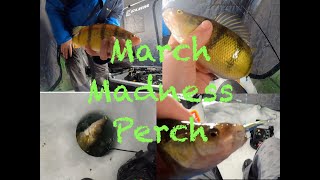 How to catch Massive March Madness Jumbo Perch - How to Jig For Perch (Secret baits)