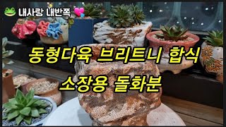 #동형다육#브리트니 잠에서깨우기#합식#돌화분