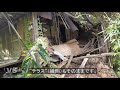 島根県江津市　テラスのある森の廃屋