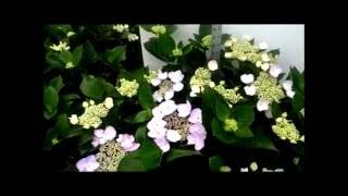 Best Flowering Shrubs - Hydrangea Blue Wave - Lacecap Hydrangea