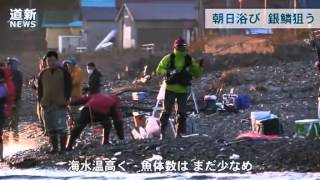 日の出の海辺にさおの列　北海道・古平川河口で秋サケ釣り （2014/10/01） 北海道新聞