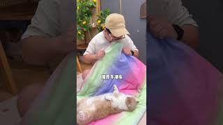 夏天给毛孩子安排这个又大又凉爽的冰垫，出门上班都省的给它们开空调了