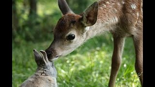 Tráiler de 'Bambi, una vida en el bosque', película que se estrena en cines el viernes, 10 de enero.