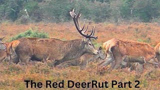 The Red Deer Rut Part 2