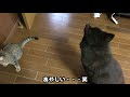 問い詰められた甲斐犬一休と猫のしずくが面白い