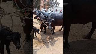 #jagadevpur#market#bafflow