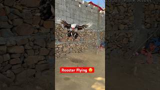 Rooster Flying | Amazing Jump By White Jawa😲🐓#rooster #murga #youtubeshorts