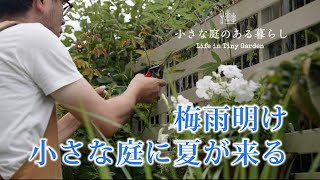 ガーデニング｜梅雨明け、小さな庭に夏が来る 〜小さな庭のある暮らし ＃７７〜Gardening ｜ After the rainy season,