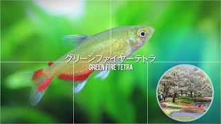 #43.水草水槽で楽しめる緑が美しい小型の熱帯魚 Green Fire Tetra