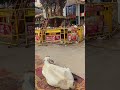 mantralayam🕉️ mantralayam mantralaya mantralayamtemple andhrapradesh karnataka temple hindu