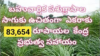 100% Subsidy Scheme for Fodder Development | ఉపాధి హామీ పథకం పై ఎకరాకు RS.86,624 ఉచిత సహాయం