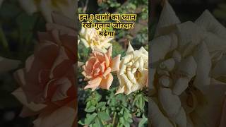 इन 3 बातों का ध्यान रखें गुलाब जोरदार बढ़ेगा #rose #rosé