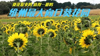 开箱维州最大向日葵花园 The largest sunflower field in Victoria——Pick Your Own Sunflowers