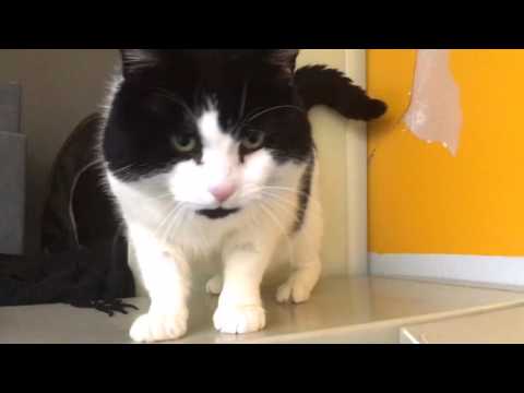 Victor - super friendly cuddly black and white cat Victor - super friendly cuddly black and white cat