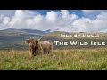 The Wild Isle - Isle of Mull