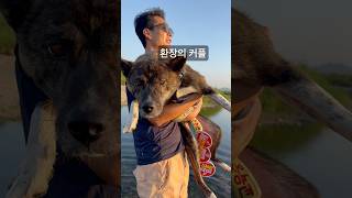 환장의커플 참말로 유난이다 유난이야#카이견#카이견믹스#진돗개#진도믹스 #강아지#개#shorts #dog#kaidog #dogshorts #유기견입양#사지말고입양하세요