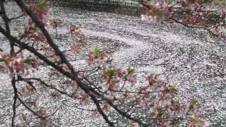 桜花川花筏銀河2013