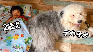 【幸せ♡】寝ているところに子犬が寄り添ってくると嬉しさが爆発しちゃう2歳児が可愛い♪｜グレートピレニーズ\u0026オールドイングリッシュシープドッグ\u0026トイプードル