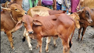 আজ ২৩ ডিসেম্বর | আজ ক্রেতা নাই আমদানি ও কম! শাহিওয়াল বাছুরের! কেমন দামে কেনা-বেচা হচ্ছে শাহিওয়াল