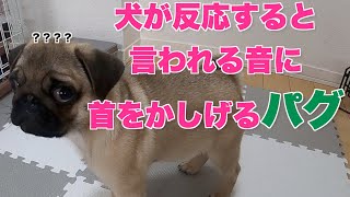 犬が反応すると言われる音に戸惑うパグ