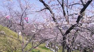 塚山公園（按針塚）の桜 2015