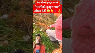 ल हेर्नुस् नेपालीहरुको कुखुरा पाल्ने टेक्निक #farming #chiken #chikenfarm #amazing #shorts #ytshorts