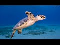 3 hours of 8k underwater wonders 🐳 tropical fish coral reef jellyfish aquarium 8k video